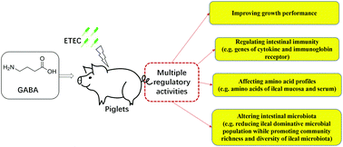 Graphical abstract: Effects of dietary gamma-aminobutyric acid supplementation on amino acid profile, intestinal immunity, and microbiota in ETEC-challenged piglets