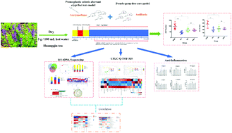 Graphical abstract: The chemopreventive effects of Huangqin-tea against AOM-induced preneoplastic colonic aberrant crypt foci in rats and omics analysis