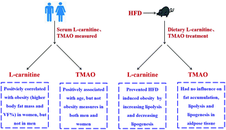 Graphical abstract: Systematic investigation of the relationships of trimethylamine N-oxide and l-carnitine with obesity in both humans and rodents