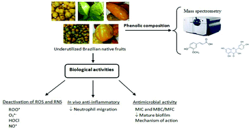 Graphical abstract: Phenolic profile and potential beneficial effects of underutilized Brazilian native fruits on scavenging of ROS and RNS and anti-inflammatory and antimicrobial properties