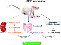 Graphical abstract: Sacha inchi (Plukenetia volubilis L.) shell extract alleviates hypertension in association with the regulation of gut microbiota