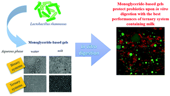 Graphical abstract: Effect of the formulation and structure of monoglyceride-based gels on the viability of probiotic Lactobacillus rhamnosus upon in vitro digestion
