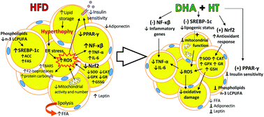 Graphical abstract: The metabolic dysfunction of white adipose tissue induced in mice by a high-fat diet is abrogated by co-administration of docosahexaenoic acid and hydroxytyrosol