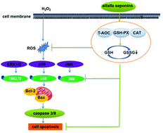Graphical abstract: Protective effects of alfalfa saponins on oxidative stress-induced apoptotic cells