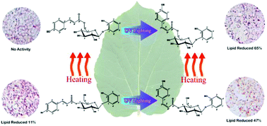 Graphical abstract: Drying methods and structure–activity relationships of hydroxycinnamic acid derivatives in Idesia polycarpa Maxim. Leaves