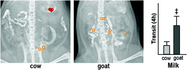 Graphical abstract: Goat milk increases gastric emptying and alters caecal short chain fatty acid profile compared with cow milk in healthy rats