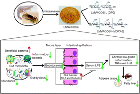 Graphical abstract: Low molecular weight chitosan oligosaccharides (LMW-COSs) prevent obesity-related metabolic abnormalities in association with the modification of gut microbiota in high-fat diet (HFD)-fed mice