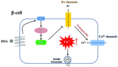 Graphical abstract: Inhibition of voltage-gated K+ channels mediates docosahexaenoic acid-stimulated insulin secretion in rat pancreatic β-cells