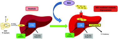 Graphical abstract: The influence of dietary conditions in the effects of resveratrol on hepatic steatosis