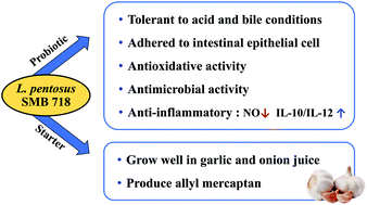 Graphical abstract: Lactobacillus pentosus SMB718 as a probiotic starter producing allyl mercaptan in garlic and onion-enriched fermentation