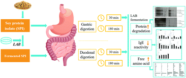 Graphical abstract: Assessment of the effect of lactic acid fermentation on the gastroduodenal digestibility and immunoglobulin E binding capacity of soy proteins via an in vitro dynamic gastrointestinal digestion model