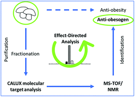 Graphical abstract: Effect-directed analysis and chemical identification of agonists of peroxisome proliferator-activated receptors in white button mushroom