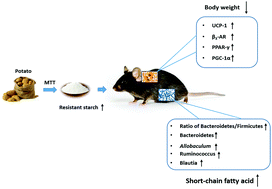 Graphical abstract: Research on the mechanism of microwave-toughened starch on glucolipid metabolism in mice