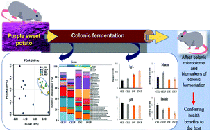 Graphical abstract: Effect of polyphenols isolated from purple sweet potato (Ipomoea batatas cv. Ayamurasaki) on the microbiota and the biomarker of colonic fermentation in rats fed with cellulose or inulin