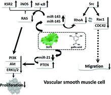 Graphical abstract: Nelumbo nucifera leaf polyphenol extract and gallic acid inhibit TNF-α-induced vascular smooth muscle cell proliferation and migration involving the regulation of miR-21, miR-143 and miR-145