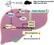 Graphical abstract: l-Arabinose suppresses gluconeogenesis through modulating AMP-activated protein kinase in metabolic disorder mice