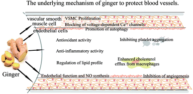 Graphical abstract: Vasculoprotective effects of ginger (Zingiber officinale Roscoe) and underlying molecular mechanisms