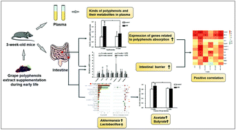 Graphical abstract: Early-life supplementation of grape polyphenol extract promotes polyphenol absorption and modulates the intestinal microbiota in association with the increase in mRNA expression of the key intestinal barrier genes