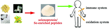 Graphical abstract: Research progress on separation of selenoproteins/Se-enriched peptides and their physiological activities