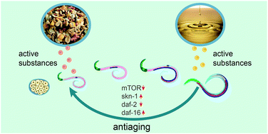Graphical abstract: Revealing the antiaging effects of cereal- and food oil-derived active substances by a Caenorhabditis elegans model