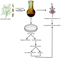 Graphical abstract: Foeniculum vulgare seed extract exerts anti-cancer effects on hepatocellular carcinoma