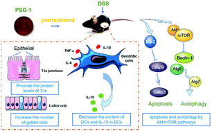 Graphical abstract: A Ganoderma atrum polysaccharide alleviated DSS-induced ulcerative colitis by protecting the apoptosis/autophagy-regulated physical barrier and the DC-related immune barrier
