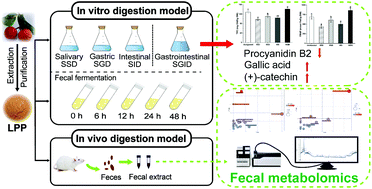 Graphical abstract: In vitro simulated digestion and colonic fermentation of lychee pulp phenolics and their impact on metabolic pathways based on fecal metabolomics of mice