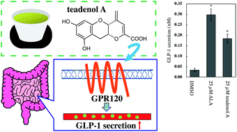 Graphical abstract: Teadenol A in microbial fermented tea acts as a novel ligand on GPR120 to increase GLP-1 secretion