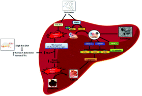Graphical abstract: Berbamine induced activation of the SIRT1/LKB1/AMPK signaling axis attenuates the development of hepatic steatosis in high-fat diet-induced NAFLD rats