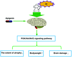 Graphical abstract: Neuroprotective effect of apigenin against hypoxic-ischemic brain injury in neonatal rats via activation of the PI3K/Akt/Nrf2 signaling pathway