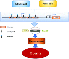 Graphical abstract: Free fatty acids induce the demethylation of the fructose 1,6-biphosphatase 2 gene promoter and potentiate its expression in hepatocytes