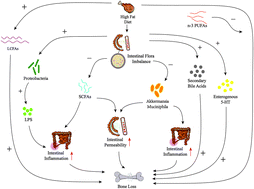 Graphical abstract: The impact of a high fat diet on bones: potential mechanisms