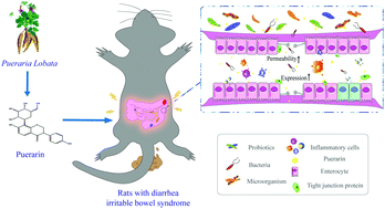 Graphical abstract: Puerarin from Pueraria lobata alleviates the symptoms of irritable bowel syndrome-diarrhea