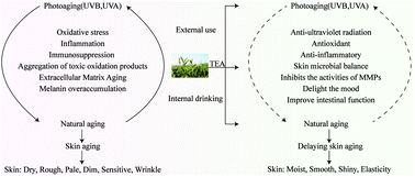 Graphical abstract: Research progress on the potential delaying skin aging effect and mechanism of tea for oral and external use