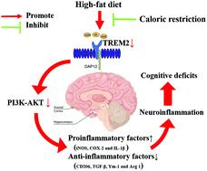 Graphical abstract: Caloric restriction ameliorates high-fat diet induced cognitive deficits through attenuating neuroinflammation via the TREM2-PI3K/AKT signaling pathway
