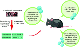 Graphical abstract: Effects of the short-term administration of Pediococcus pentosaceus on physiological characteristics, inflammation, and intestinal microecology in mice
