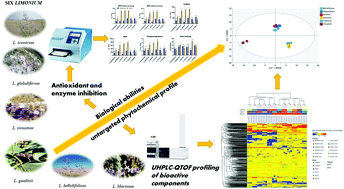 Graphical abstract: Metabolomic profiling and biological properties of six Limonium species: novel perspectives for nutraceutical purposes