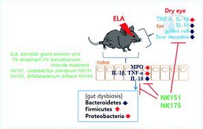 Graphical abstract: Lactobacillus plantarum and Bifidobacterium bifidum alleviate dry eye in mice with exorbital lacrimal gland excision by modulating gut inflammation and microbiota