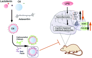 Graphical abstract: Development of astaxanthin-loaded layer-by-layer emulsions: physicochemical properties and improvement of LPS-induced neuroinflammation in mice