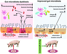 Graphical abstract: Dietary glycyl-glutamine supplementation ameliorates intestinal integrity, inflammatory response, and oxidative status in association with the gut microbiota in LPS-challenged piglets