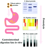 Graphical abstract: Digestive characteristics and peptide release from wheat embryo proteins in vitro