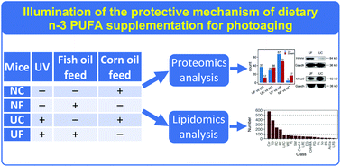 Graphical abstract: Proteomics and lipidomics reveal the protective mechanism of dietary n-3 PUFA supplementation for photoaging