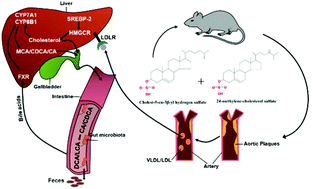 Graphical abstract: Sterol sulfate alleviates atherosclerosis via mediating hepatic cholesterol metabolism in ApoE−/− mice