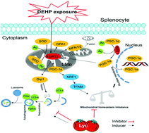 Graphical abstract: Lycopene attenuates di(2-ethylhexyl) phthalate-induced mitophagy in spleen by regulating the sirtuin3-mediated pathway