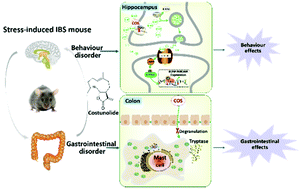 Graphical abstract: Costunolide ameliorates intestinal dysfunction and depressive behaviour in mice with stress-induced irritable bowel syndrome via colonic mast cell activation and central 5-hydroxytryptamine metabolism