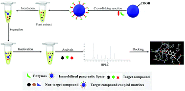 Graphical abstract: Rapid screening of lipase inhibitors in licorice extract by using porcine pancreatic lipase immobilized on Fe3O4 magnetic nanoparticles