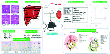 Graphical abstract: DHA-enriched phosphatidylserine ameliorates non-alcoholic fatty liver disease and intestinal dysbacteriosis in mice induced by a high-fat diet