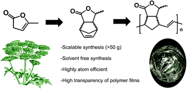 Graphical abstract: Scalable synthesis and polymerisation of a β-angelica lactone derived monomer