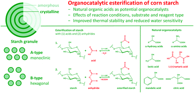 Graphical abstract: Organocatalytic esterification of corn starches towards enhanced thermal stability and moisture resistance