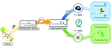 Graphical abstract: Catalytic deoxygenation of bio-based 3-hydroxydecanoic acid to secondary alcohols and alkanes